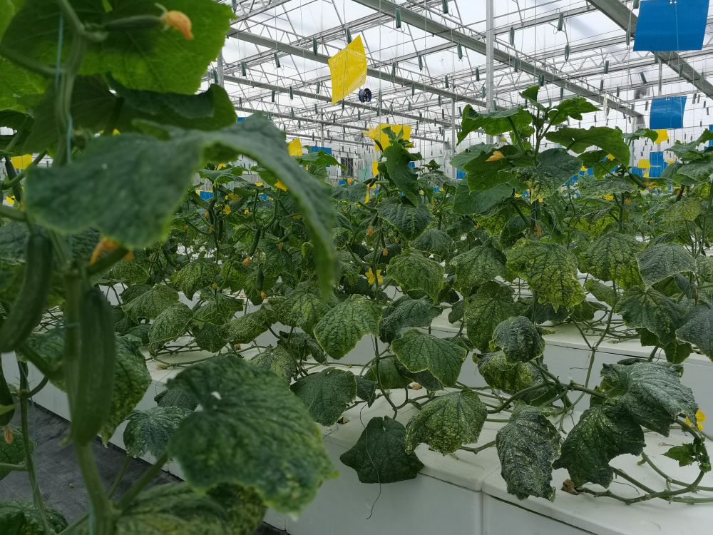 k8凯发官网光电植物生长灯事业部的产品用于植物农场蔬菜种植